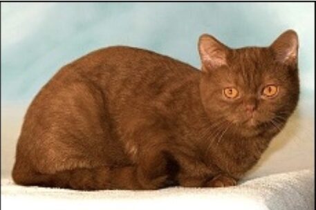 Rivium's Cinnamon Beauty