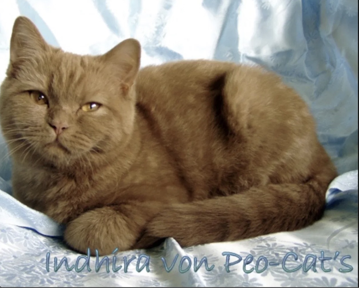 Indhira von Peo-Cat's