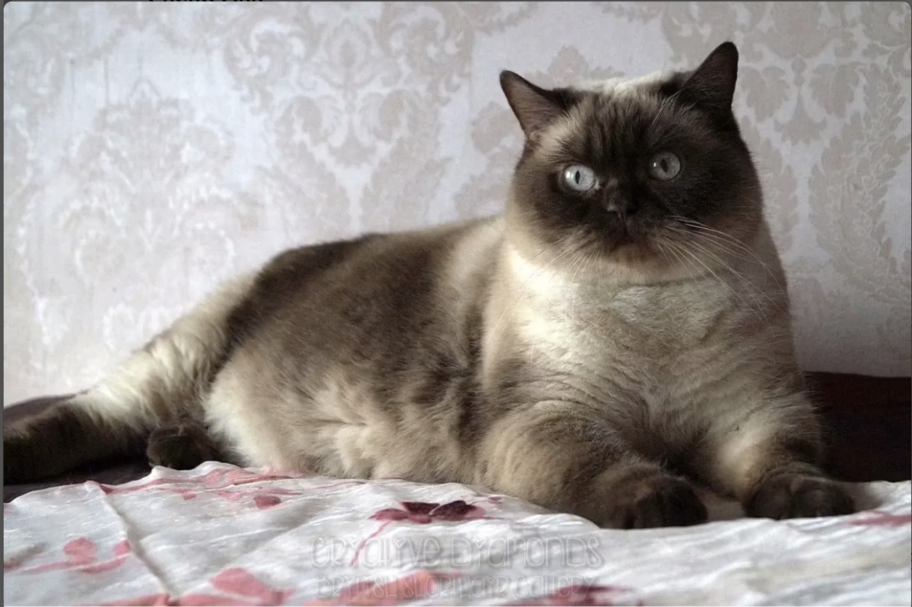 Lyubava of Morning Camelot